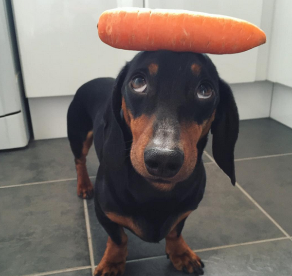 可爱汪星人爱顶东西秀平衡 - 俄罗斯卫星通讯社