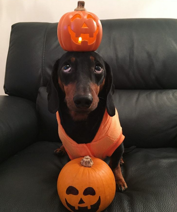 可爱汪星人爱顶东西秀平衡 - 俄罗斯卫星通讯社