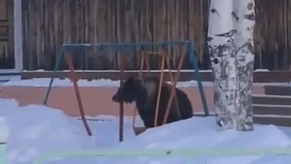 大熊 - 俄羅斯衛星通訊社