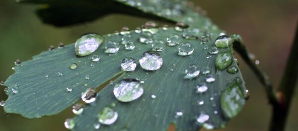 媒體：中國專家在可承受核爆炸植物中發現異常DNA - 俄羅斯衛星通訊社