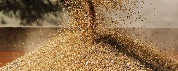 大豆 - 俄罗斯卫星通讯社