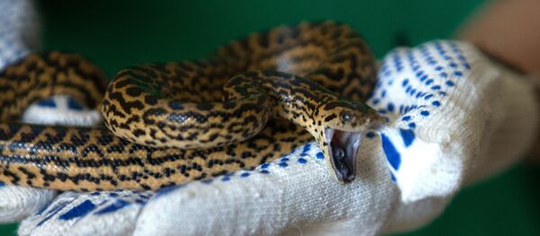 蛇 - 俄罗斯卫星通讯社