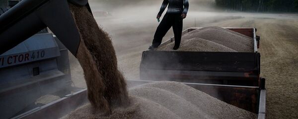 俄阿穆尔州向中国发出首批小麦 俄阿穆尔州向中国发出首批小麦 - 俄罗斯卫星通讯社