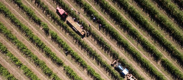 俄中两国应讨论建设大型现代农业企业问题 - 俄罗斯卫星通讯社