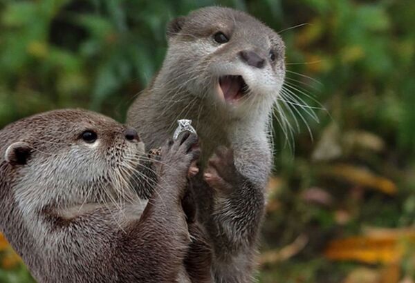 呆萌小水獭浑身是戏 惹PS大神技痒 - 俄罗斯卫星通讯社