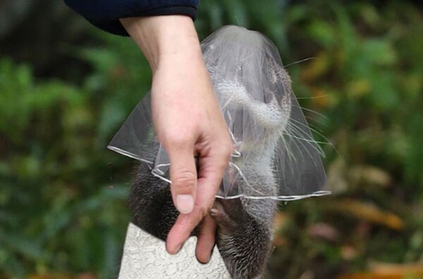 呆萌小水獭浑身是戏 惹PS大神技痒 - 俄罗斯卫星通讯社