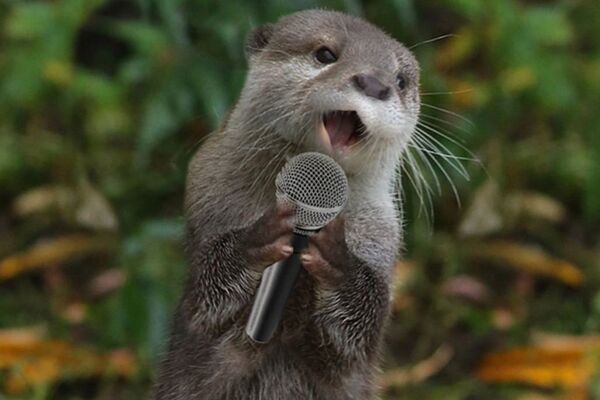 呆萌小水獭浑身是戏 惹PS大神技痒 - 俄罗斯卫星通讯社