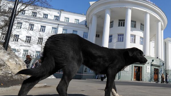 科學家：狗對野生動物構成極大危險 - 俄羅斯衛星通訊社