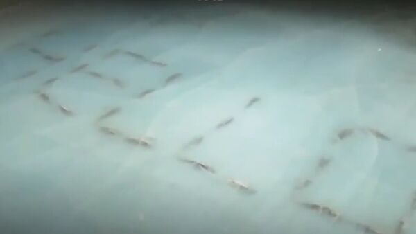 日本為造“海洋滑冰場”冰凍五千條魚 - 俄羅斯衛星通訊社