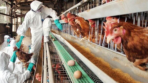 日本發現新的禽流感病源 - 俄羅斯衛星通訊社