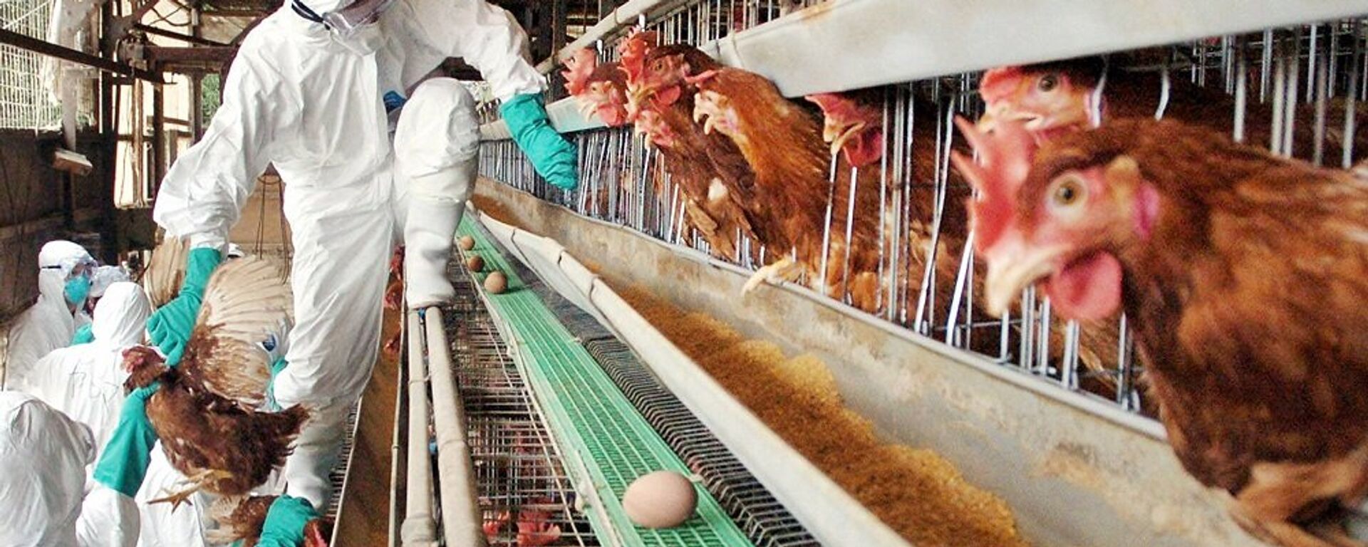日本再次暴發禽流感，開始撲殺10萬只雞 - 俄羅斯衛星通訊社, 1920, 10.01.2023