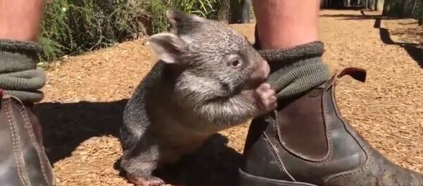 樹袋熊孤兒視頻走紅網絡 - 俄羅斯衛星通訊社