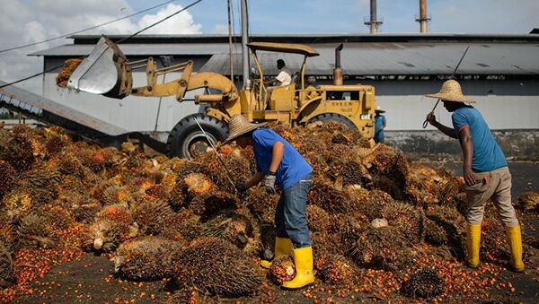多家國際巨型企業涉嫌從使用童工的種植園購買棕櫚油原料 - 俄羅斯衛星通訊社