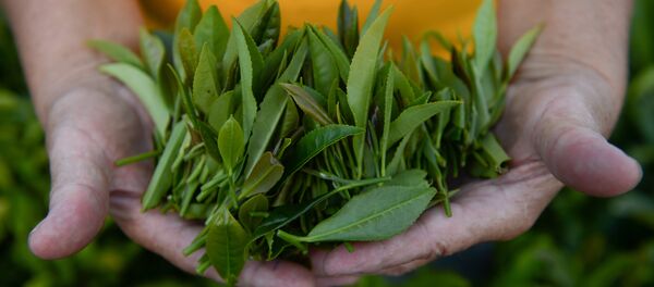 中國植物學家破解茶的基因密碼 中國植物學家破解茶的基因密碼 - 俄羅斯衛星通訊社