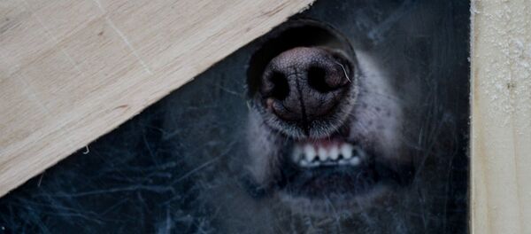 可憐的狗狗：網上又現視覺錯覺圖 - 俄羅斯衛星通訊社