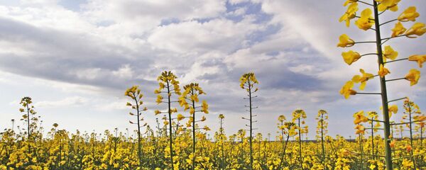 油菜 - 俄罗斯卫星通讯社