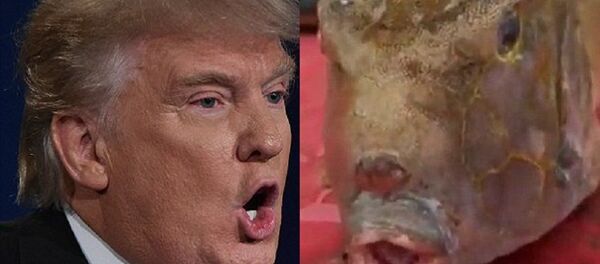 中國現“特朗普魚”：都是髮型惹的禍 - 俄羅斯衛星通訊社