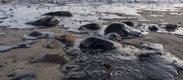 俄科学家研制出生物过滤器 可清理海水中的石油 俄科学家研制出生物过滤器 可清理海水中的石油 - 俄罗斯卫星通讯社