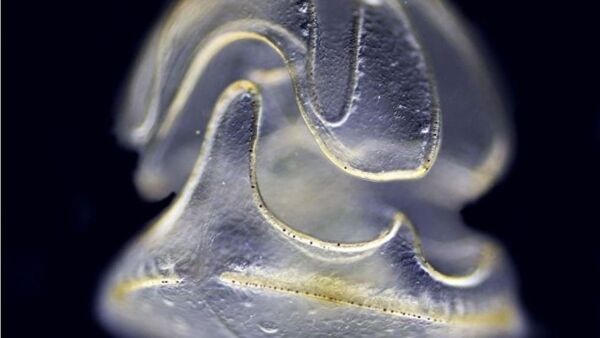 一種只有頭部沒有身體的海洋蠕蟲被發現 - 俄羅斯衛星通訊社