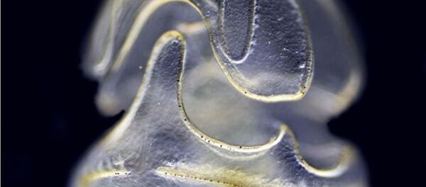 科学家：植物可以和蠕虫“对话” - 俄罗斯卫星通讯社