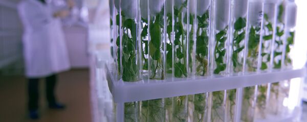 俄羅斯和中國將建聯合馬鈴薯中心 - 俄羅斯衛星通訊社