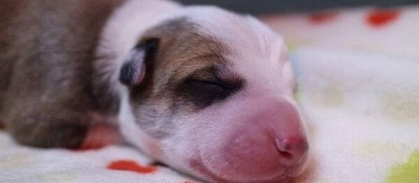 媒体:阿根廷一家庭克隆其死去的宠物狗 媒体:阿根廷一家庭克隆其死去的宠物狗 - 俄罗斯卫星通讯社