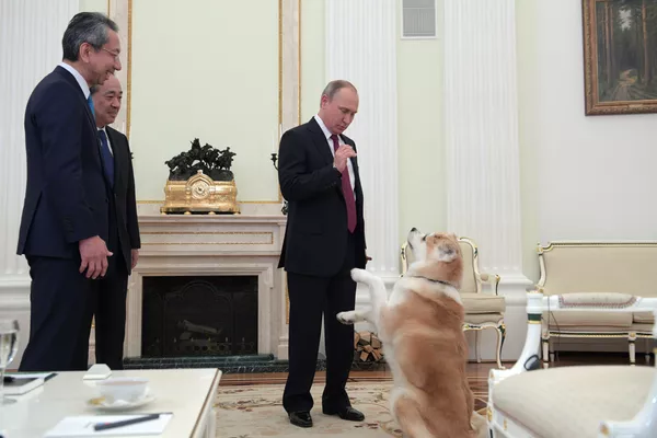 秋田縣向俄羅斯總統弗拉基米爾•普京贈送一隻秋田犬 秋田縣向俄羅斯總統弗拉基米爾•普京贈送一隻秋田犬 - 俄羅斯衛星通訊社