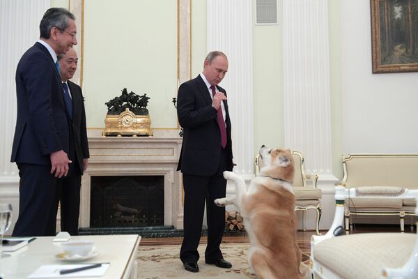 俄羅斯總統弗拉基米爾•普京在正式出訪日本前夕在克里姆林宮接受日本電視台和《讀賣新聞》採訪前與秋田犬“夢”玩耍 - 俄羅斯衛星通訊社
