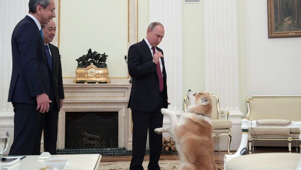 秋田縣向俄羅斯總統弗拉基米爾•普京贈送一隻秋田犬 - 俄羅斯衛星通訊社