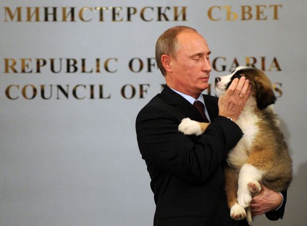 普京的保加利亞牧羊犬為保加利亞總理博伊科•鮑里索夫所贈。 - 俄羅斯衛星通訊社