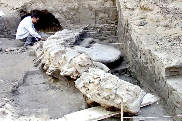 在墨西哥從河底浮出500萬年前鯊魚的遺骸 - 俄羅斯衛星通訊社