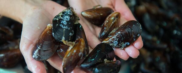 俄总统全权代表：来自中国的海产养殖竞争将有利于远东公司 - 俄罗斯卫星通讯社