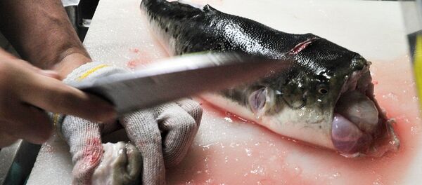 河鲀 - 俄罗斯卫星通讯社