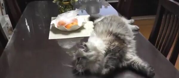 普京2012年送给秋田县的猫现在怎样啦? 普京2012年送给秋田县的猫现在怎样啦? - 俄罗斯卫星通讯社