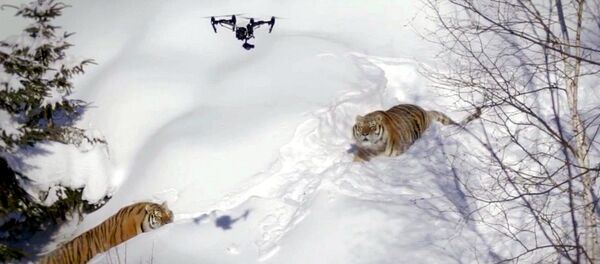 無人機拍下被老虎追趕的畫面 無人機拍下被老虎追趕的畫面 - 俄羅斯衛星通訊社