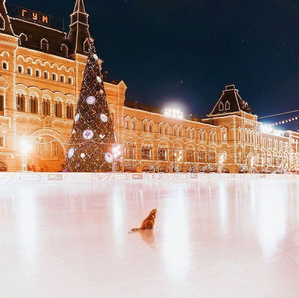 摄影师的猫在溜冰场上，莫斯科红场 - 俄罗斯卫星通讯社