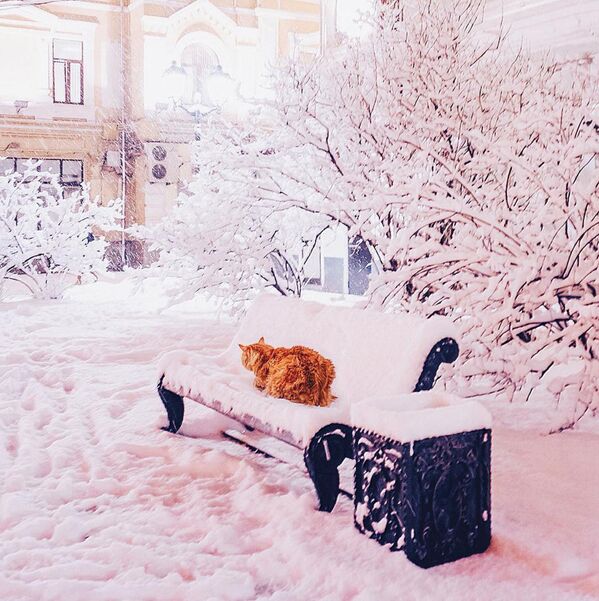 攝影師的貓在被白雪覆蓋的長椅上 - 俄羅斯衛星通訊社