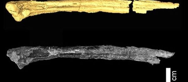 北極發現距今九千萬年鳥類化石 - 俄羅斯衛星通訊社