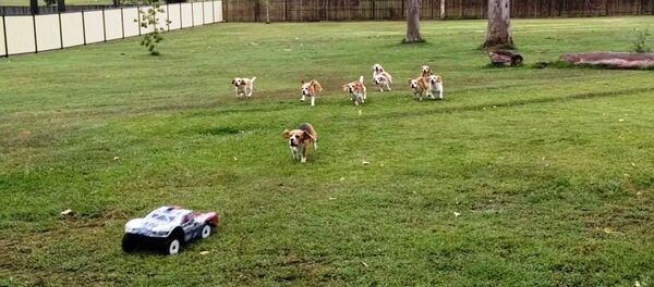 видеоклуб - 俄羅斯衛星通訊社