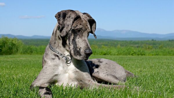 來自英國的一隻德國看門犬被認定為世界上最大的狗 - 俄羅斯衛星通訊社