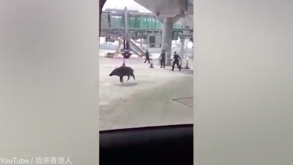 香港警方在機場抓到一頭野豬 - 俄羅斯衛星通訊社