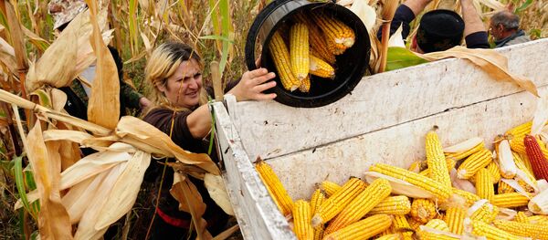 2017年中国支出17.7亿美元购买俄罗斯粮食 2017年中国支出17.7亿美元购买俄罗斯粮食 - 俄罗斯卫星通讯社