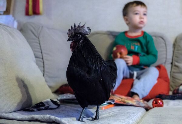 公鸡 - 俄罗斯卫星通讯社