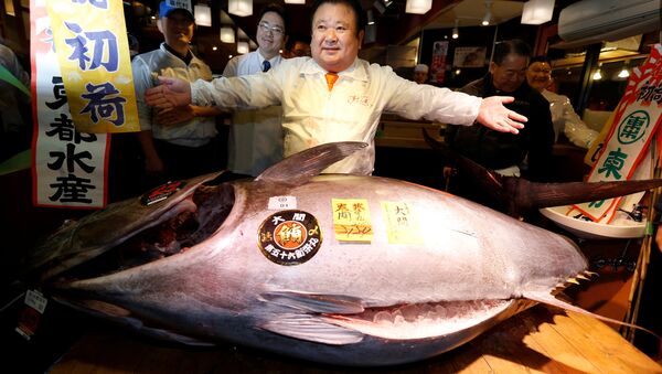 2017年日本批发市场拍出的金枪鱼成为本世纪第二高价 - 俄罗斯卫星通讯社