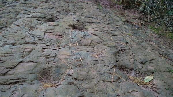 花媒：贵州境内首次发现侏罗纪恐龙足迹 - 俄罗斯卫星通讯社