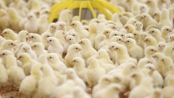 台湾又一家养鸡场发现禽流感 扑杀2700只鸡 - 俄罗斯卫星通讯社