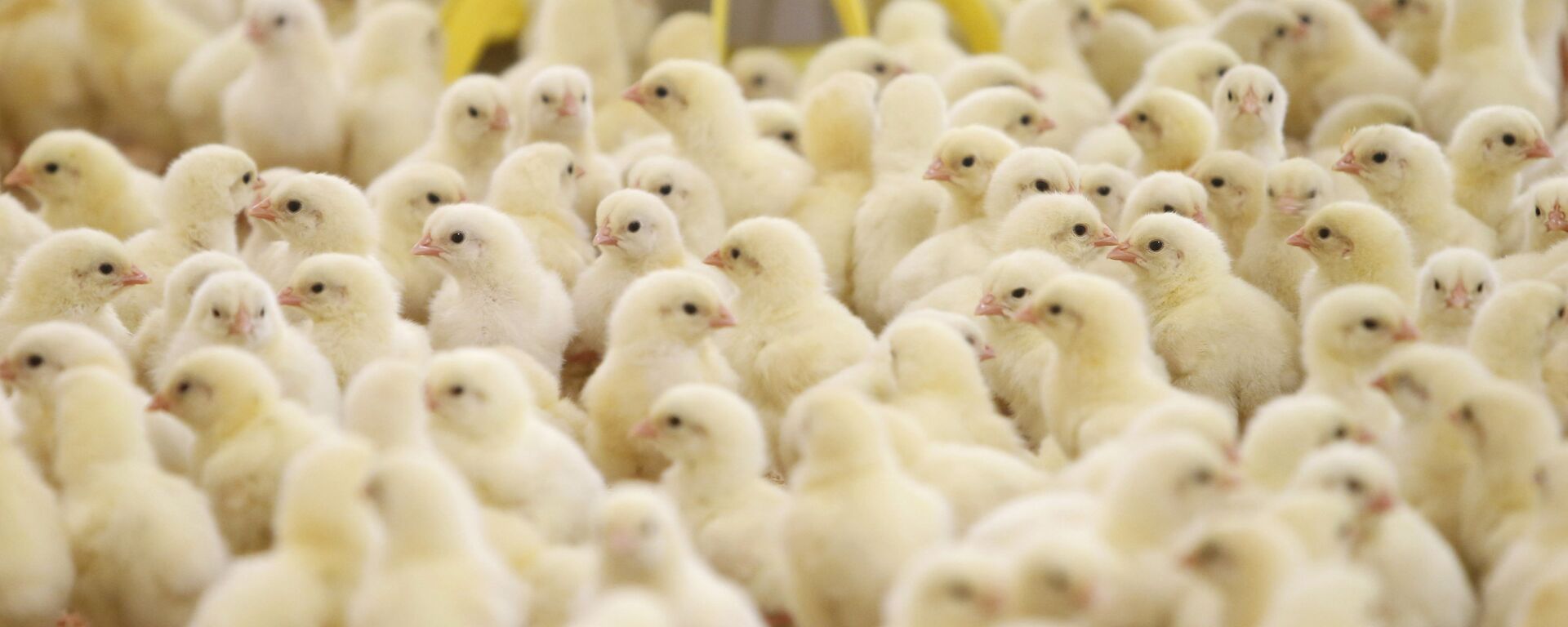日本爱知县因发生禽流感疫情将扑杀约31万只鸡 - 俄罗斯卫星通讯社, 1920, 05.12.2022