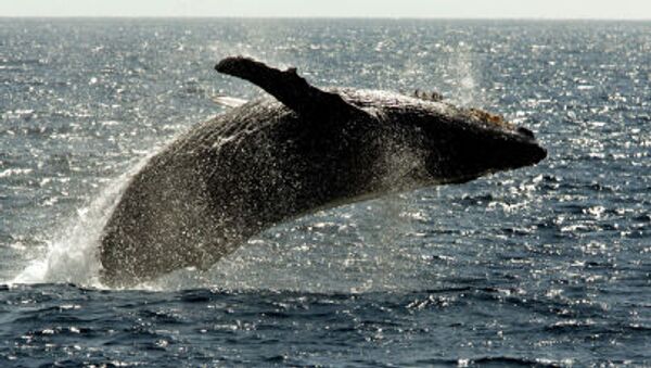 8米长的鲸鱼在潜水员面前优雅地翩翩起舞 - 俄罗斯卫星通讯社
