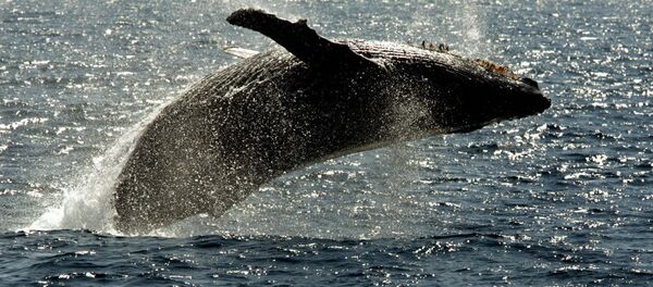 Горбатый кит всплывает на поверхность в районе Гавайский островов - 俄罗斯卫星通讯社