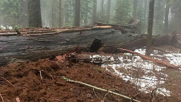 美国带有树洞的一颗大红杉树倒下 - 俄罗斯卫星通讯社